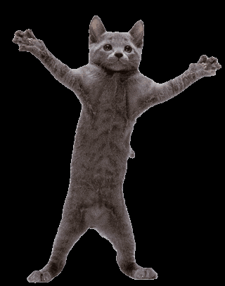 Gato saludando